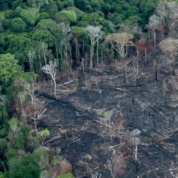 Forest being cleared due to deforestation, to create of new fabrics for the fashion industry