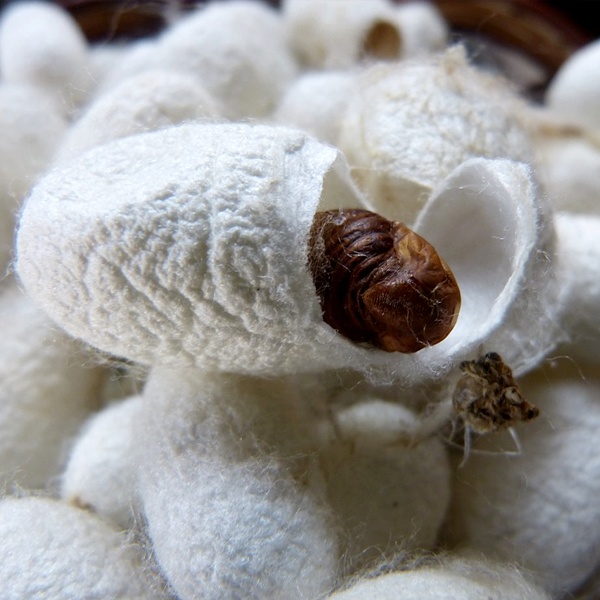 Ahimsa peace silk fabric representing ethical and sustainable Indian fashion choices