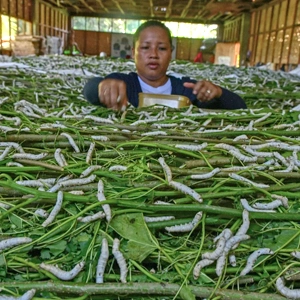 The Story of Silk - History, Types, Production Process & Care Tips